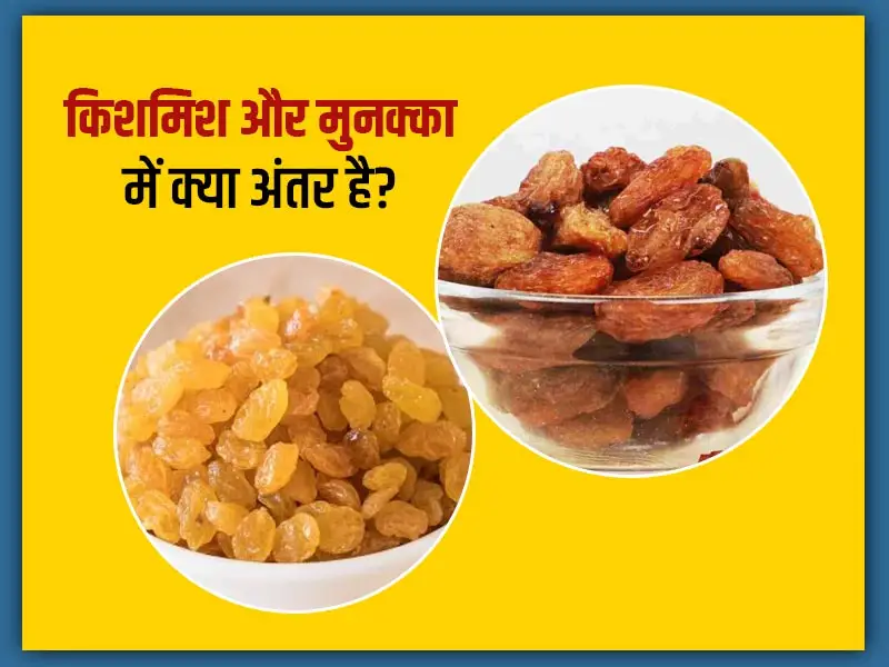 क्या है किशमिश और मुनक्का में अंतर जानिए ?